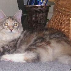 Maine Coon Emily