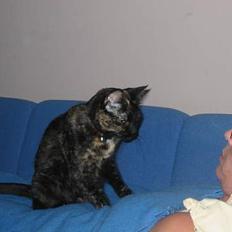 Blanding af racer Mille