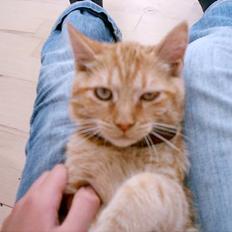 Blanding af racer Bastian