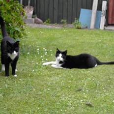 Blanding af racer Cæsar