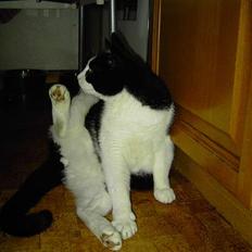 Blanding af racer Cæsar