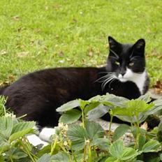 Blanding af racer Zeus