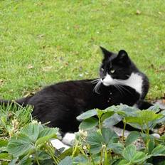 Blanding af racer Zeus