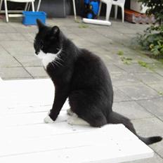 Blanding af racer Zeus