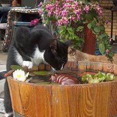 Blanding af racer Ejnar