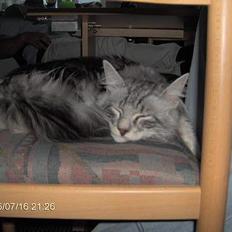 Norsk Skovkat Faramir