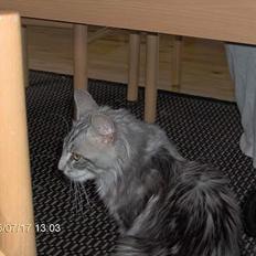 Norsk Skovkat Faramir