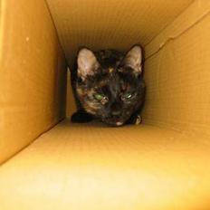 Blanding af racer Mille