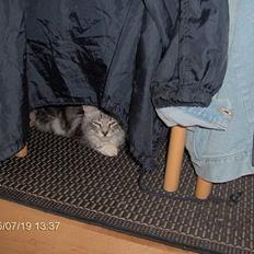 Norsk Skovkat Faramir