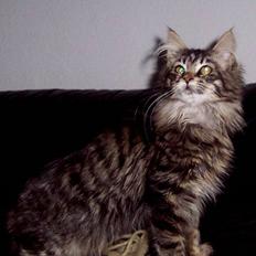 Maine Coon Gallaxe´s Malou