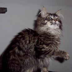 Maine Coon Gallaxe´s Malou