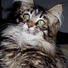 Maine Coon Gallaxe´s Malou