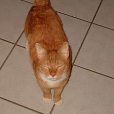 Blanding af racer Garfield *DØD*