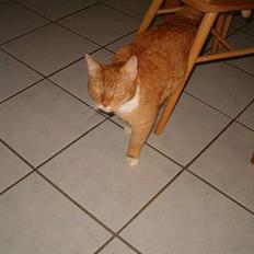 Blanding af racer Garfield *DØD*