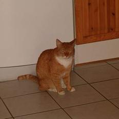 Blanding af racer Garfield *DØD*