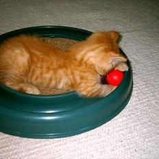 Blanding af racer Bastian