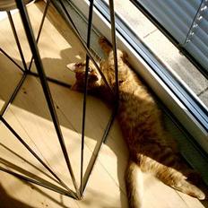 Blanding af racer Bastian