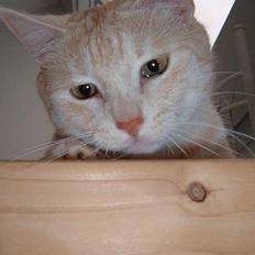 Blanding af racer Baloo