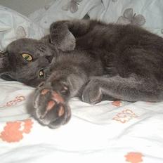 Blanding af racer Bella