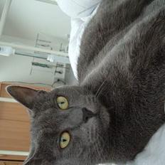 Blanding af racer Bella