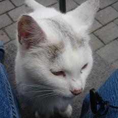 Huskat Mollie *forsvundet*