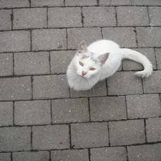 Huskat Mollie *forsvundet*