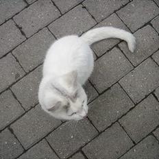 Huskat Mollie *forsvundet*