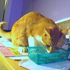 Blanding af racer Gonzo