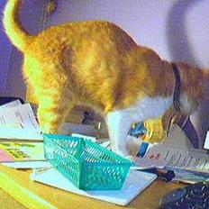 Blanding af racer Gonzo