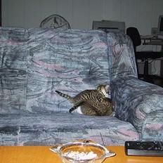 Huskat basse......død d.16aug 06