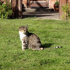 Blanding af racer Grumse