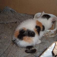 Blanding af racer destiny <3 død:´(  :´(