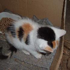 Blanding af racer destiny <3 død:´(  :´(