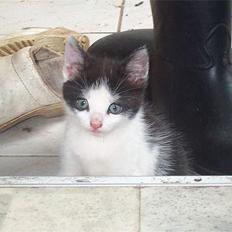 Blanding af racer Toulouse *TIL SALG*