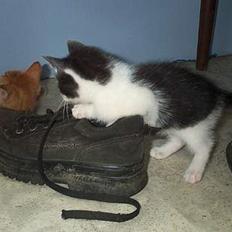 Blanding af racer Toulouse *TIL SALG*