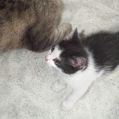 Blanding af racer Toulouse *TIL SALG*