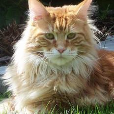 Maine Coon the dream (felix)