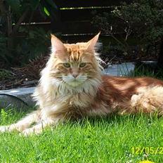 Maine Coon the dream (felix)