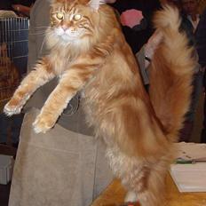 Maine Coon the dream (felix)