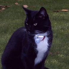 Blanding af racer Oliver<3