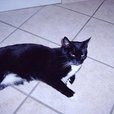 Blanding af racer Oliver<3