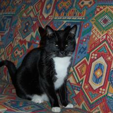 Blanding af racer Oliver<3