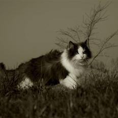 Blanding af racer Gaston