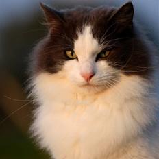 Blanding af racer Gaston