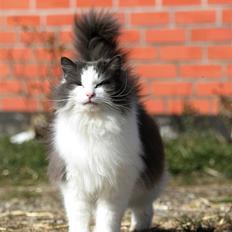 Blanding af racer Gaston