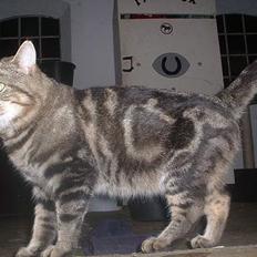 Blanding af racer Jason