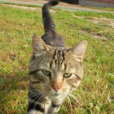 Blanding af racer Jason