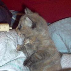 Blanding af racer Casandra(Død)