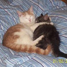 Blanding af racer Müsli