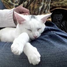 Blanding af racer Miss K